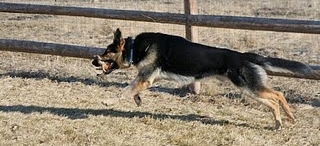All Dogs Training